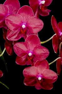 Phal San Jacinto King 'Ryan' AM 80pts.